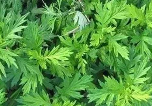 脂溢性脱发|拿艾叶煮水洗头,竟有“神奇”的功效,可惜很多人还不了解