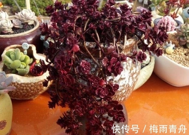 最像玫瑰花的8款多肉,小球玫瑰颜值最高,山地玫瑰最好养