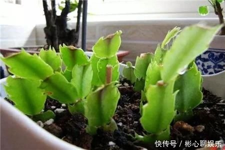 小绿芽|终于等到了扦插季，这两种花赶紧买，以后就不用买了！