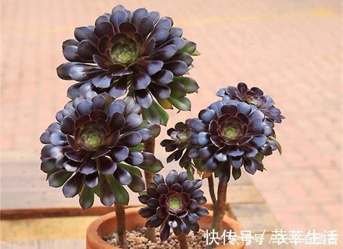 植株|家里养黑法师,狠心虐一虐,颜色美美哒,长成霸气老桩!