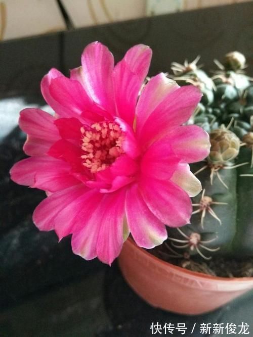 这款仙人球不一般,不甘落寞最喜欢开花,用了土壤就窜花苞