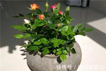 客厅2个地方，千万别养花，不能忽视，养了也尽快搬走！