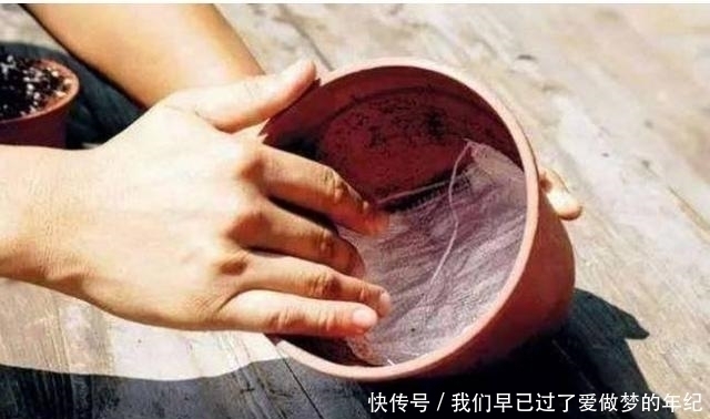 花盆里放点它,不黄叶不烂根,年年花开不断,后悔知道晚了
