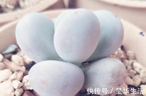 透气性|农村姑娘在院子里种多肉,选择多肉花盆经验分享:要好看也要实用