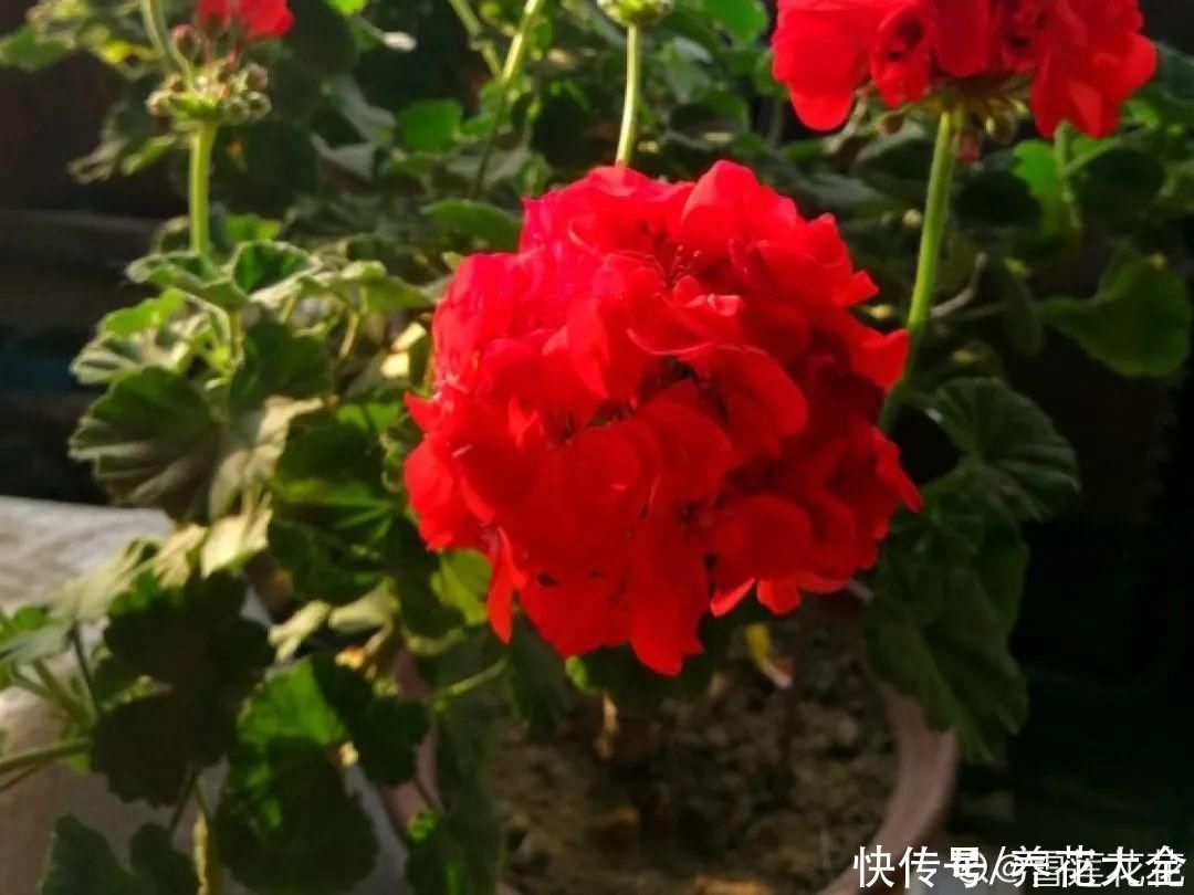  开花|开花时间PK，秋海棠第二，就没花敢称第一