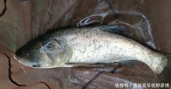 钓友|这东西1块钱1大堆，夏季钓鲢鳙堪称一绝，老钓友常用它，别错过