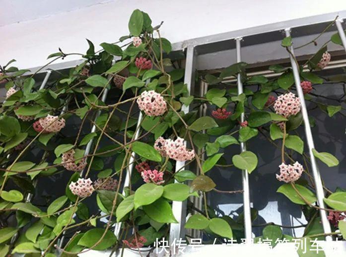 花花|阳台党的烦恼,没有院子,只能挖空心思养花