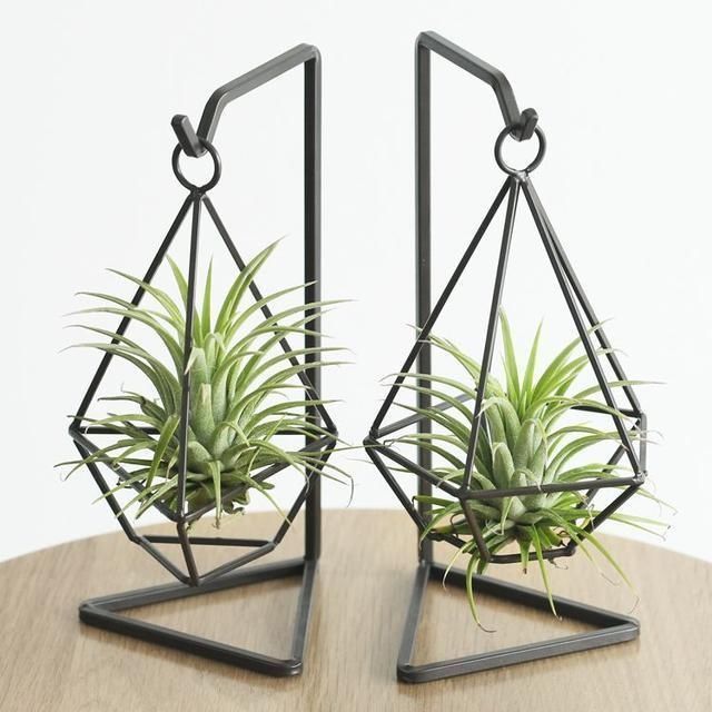 4种两栖花,不用土养的更棒,喷点水就花开满树丫