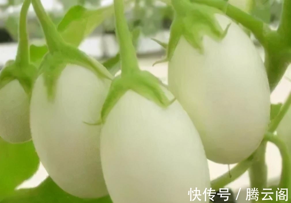 世界上一种“神奇”的树,能够结出“鸡蛋”,起源于中国!