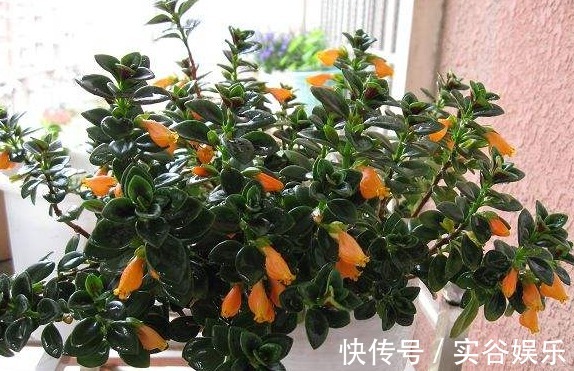 1种花,花开四季,满枝“黄金鱼”,比月季好养,寓意生生不息