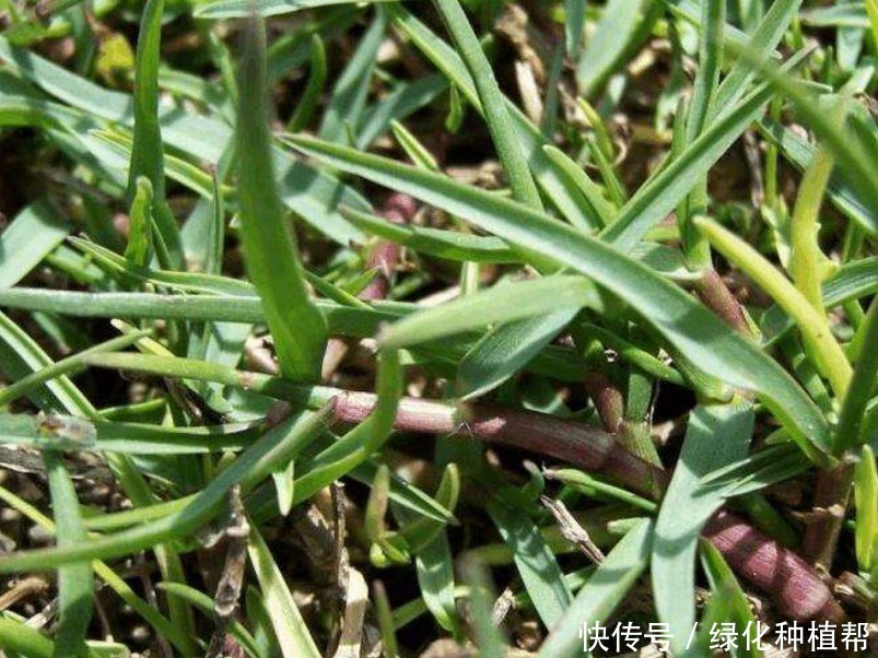 狗牙根,虽然名字另类,却有着极强的生命力