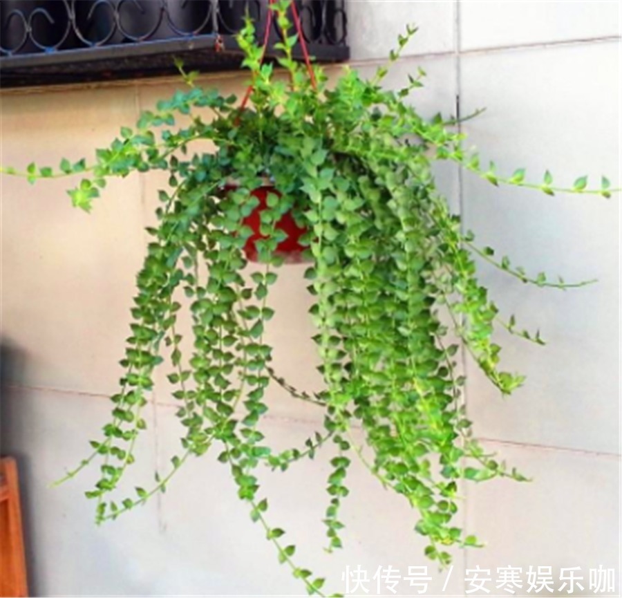 5种不喜欢阳光的多肉,晒多了就变丑,有1种价值20万