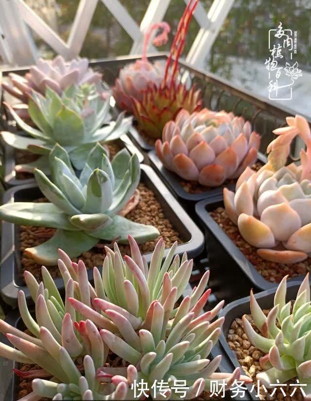 揭秘:那些干净又温暖的多肉照片从哪里来?