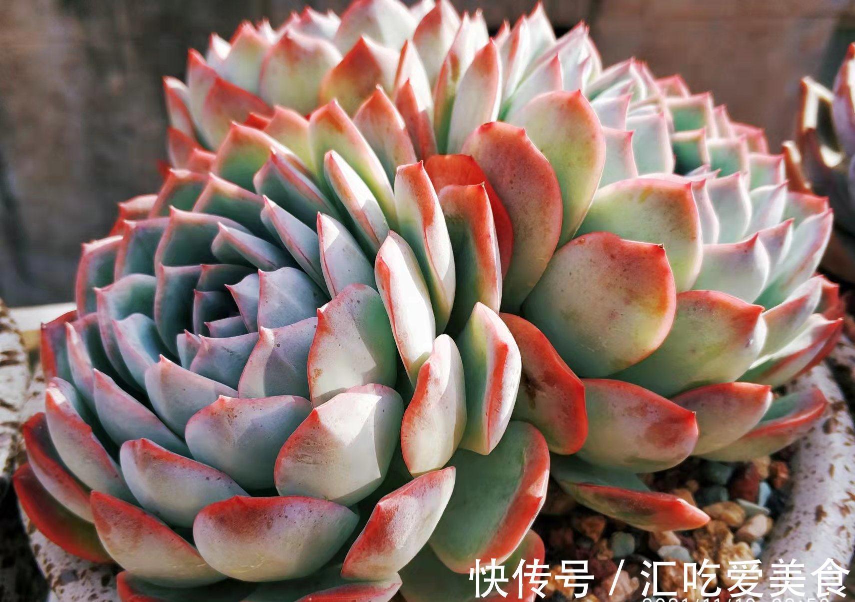 有些多肉我们会庆幸没有扔掉,因为经过岁月的沉淀,它突然就美了