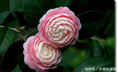 花型|茶花有3“喜”,了解掌握,叶子油绿,花朵鲜艳花型大!