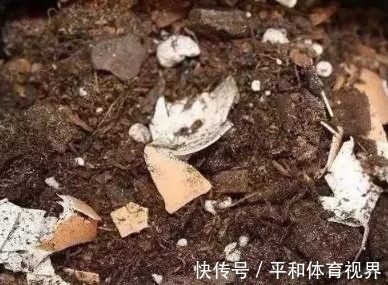 花盆里随手撒把鸡蛋壳,想不到发生了这么神奇的效果