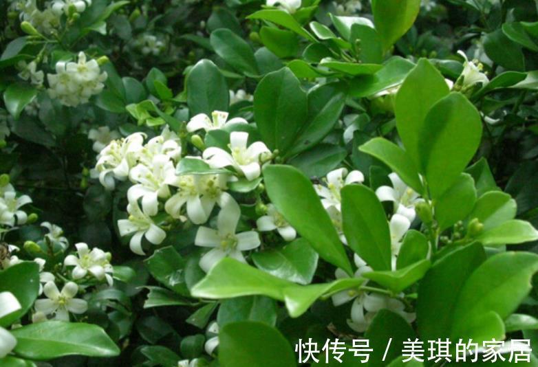 浇水|家里种上1种“香水花”，清香四溢空气更清新，一开就是小半年