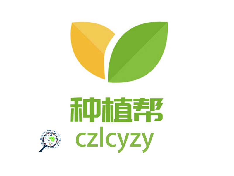 金盏菊,是一种药材,还是一种食材,更是赏花界一道靓丽的风景线