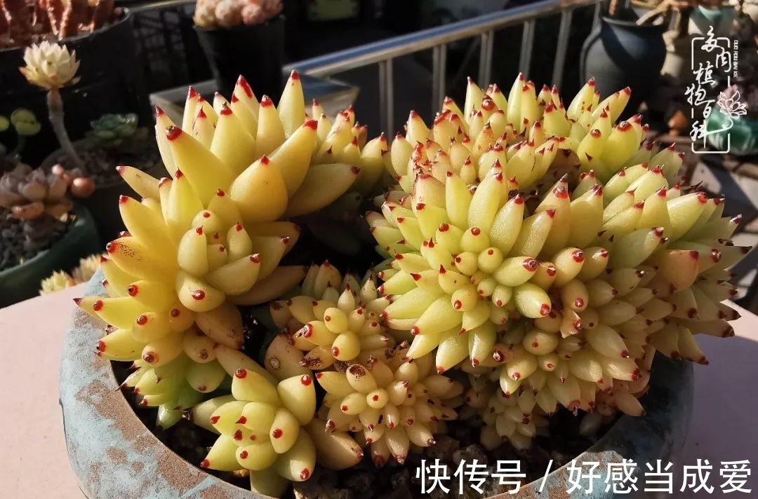 治愈之“肉”:愿所有的养肉人都被这些“胖子们”治愈