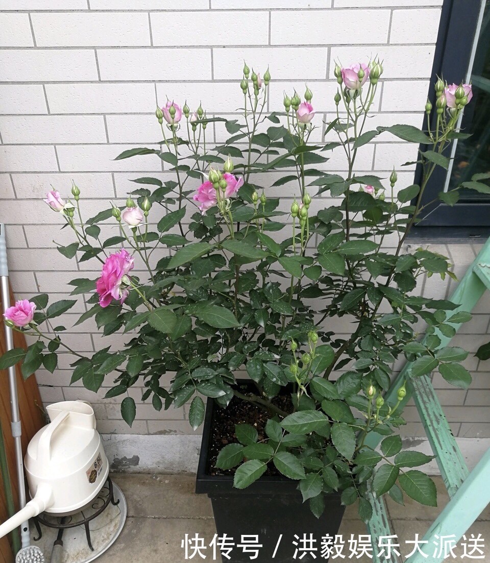 植株|想让月季开花多,记住5月做好“几件事”,花苞一茬又一茬