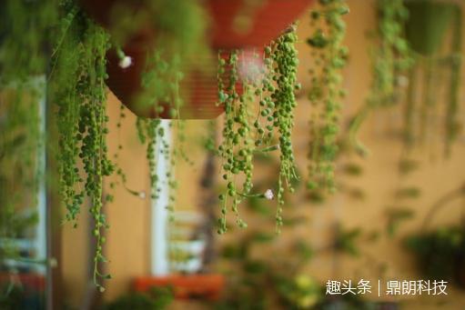 这几种多肉非常适合懒人养，一点都不用操心，还长得非常好