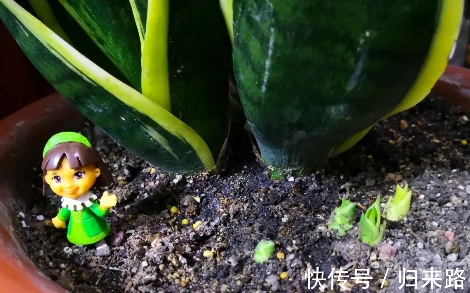 冬天虎皮兰,正在“虚弱期”,注意3个要点,小芽一个接一个