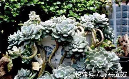 普货|6种普货多肉,皮实又好养,容易出状态,长成小老桩,适合新手!