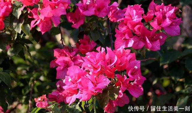 三伏天最能“开”的5种花,不惧高温,花开不断!