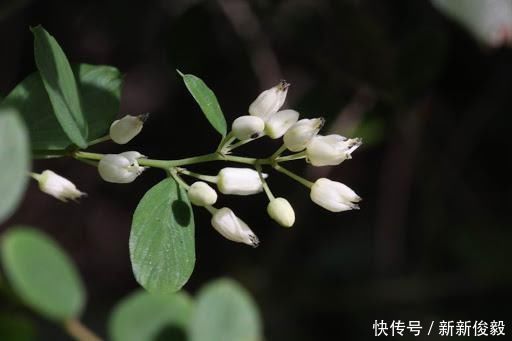 这树价值珍贵,树根更是稀罕物,内含“黄金”,但看见请好好保护