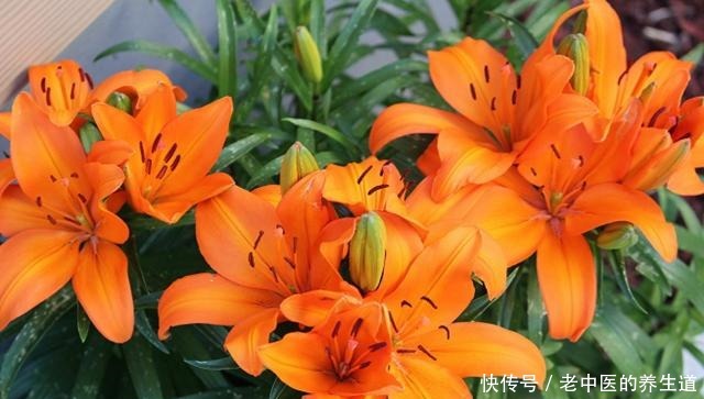 再冷也不怕的三种花卉,开出大朵大朵的花儿,香气阵阵!