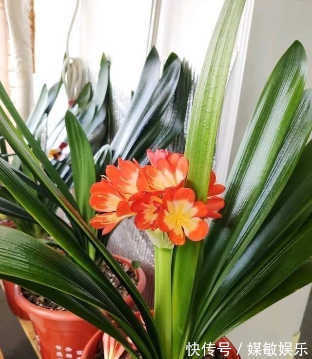 君子兰|巧用这种皮,养君子兰发财树,叶片光亮,效果让人满意!
