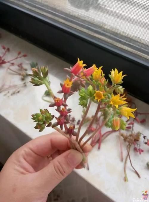 昆虫|多肉植物为何冬季才会开花?花剑虽好看,但留着伤母本!剪掉才是最好的选择