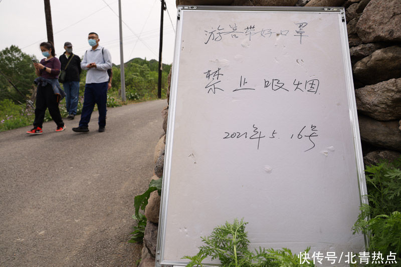 头条|北京580岁“流苏王”迎盛花期 本周末3000人余赴苏家峪赏花