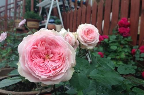  漂亮|此款盆栽月季，开花美香味浓，皮实好养，四季开花，值得拥有