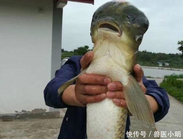 大爷钓的鱼中有一条很特别，看清腹部后放生了这可不能吃呀
