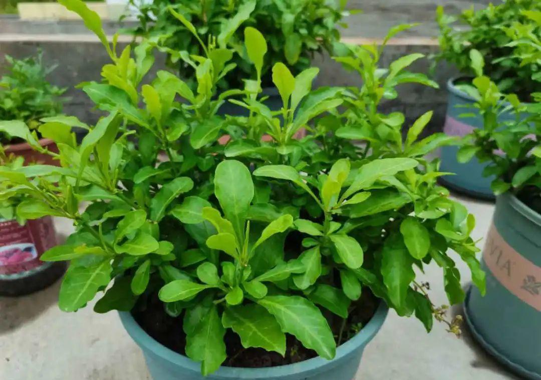 风雨兰|从养花大神家,偷来3个爆花技巧,快学,24小时后删