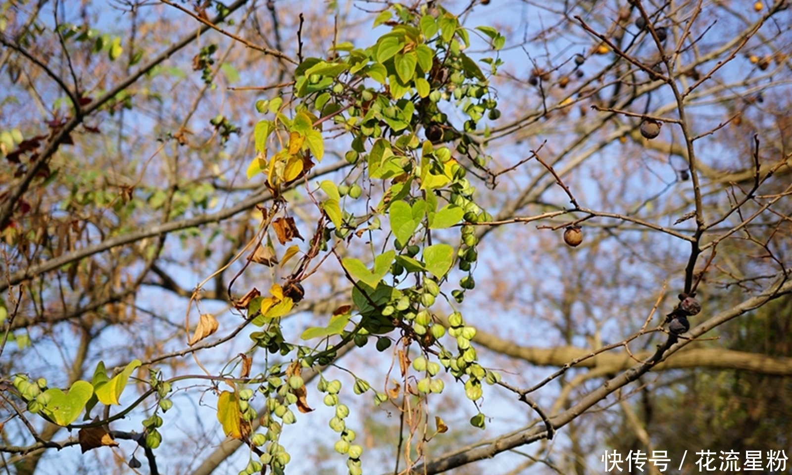 果实|果实像山药,过去常当害草除掉,殊不知是价值珍贵的“穿山龙”