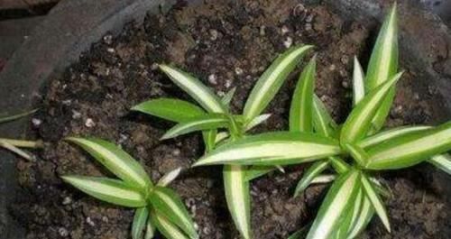 绿萝|秋天扦插5种花,不用生根粉也能快速生根,养两年成养花大户