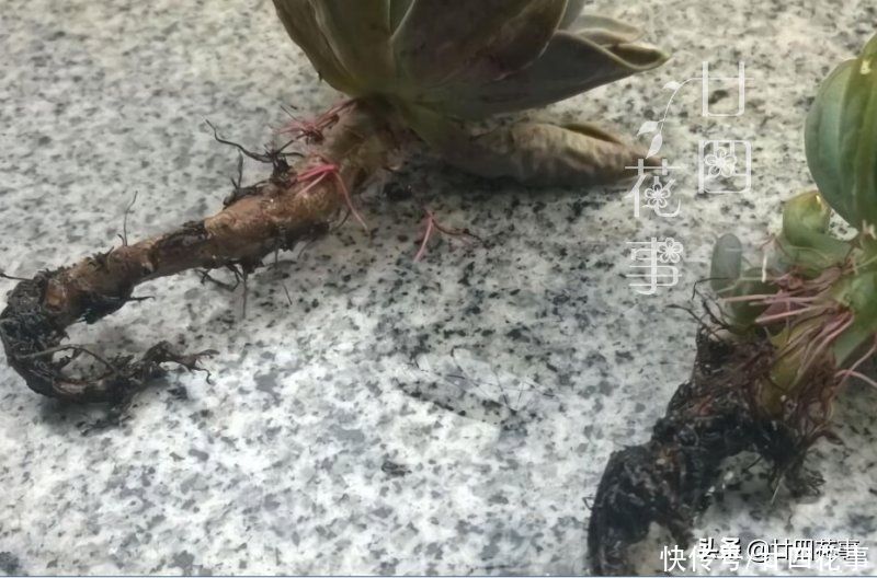 肉肉|多肉烂根变萎蔫，逃不过3个原因，对症处理恢复快