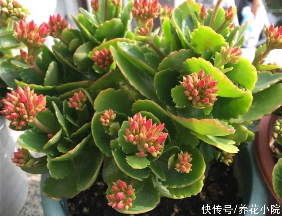新枝|长寿花长得又瘦又小，秋天给它做好4件事，植株长势旺，孕蕾多