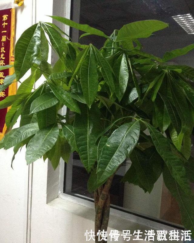 幸福树|不管什么花都放在阳台上,太拥挤了,这几种花放在客厅寓意更佳