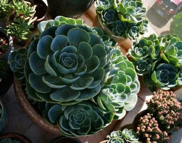 夏必死的多肉品种，该如何盆栽正确避暑抓住3细节状态佳
