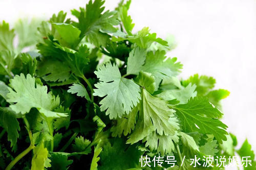 香菜|羡慕别人不生病，3种蔬菜换着吃，提高免疫，保护血管，减肥瘦身
