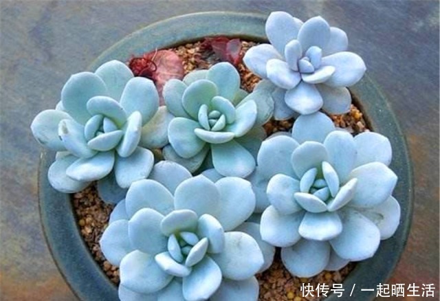 给多肉修根，忘了做这“1步”，容易黑腐、烂根，还不如原生盆！