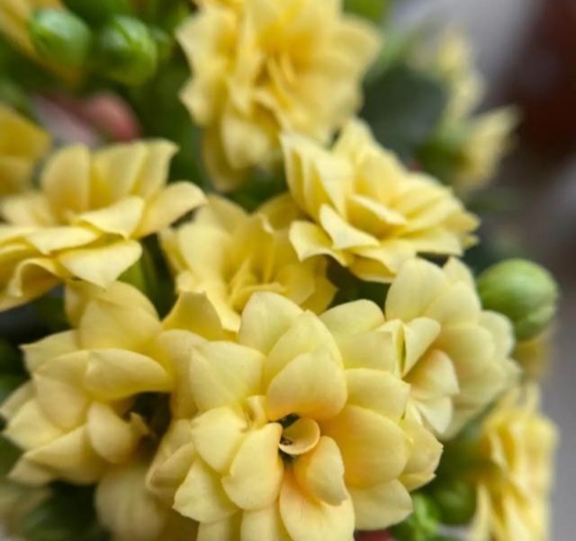 75个长寿花品种，一个比一个美，一起来认识一下吧！