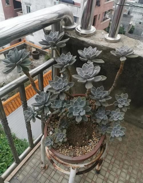 如何把多肉养得肥肥的?