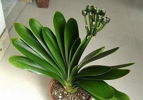 哈辉|家里养君子兰,3个位置不能摆放,不然黄叶不开花,别忽视