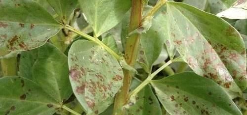 逛花市时,这4种“花”尽量不要买,因为在家里根本养不活