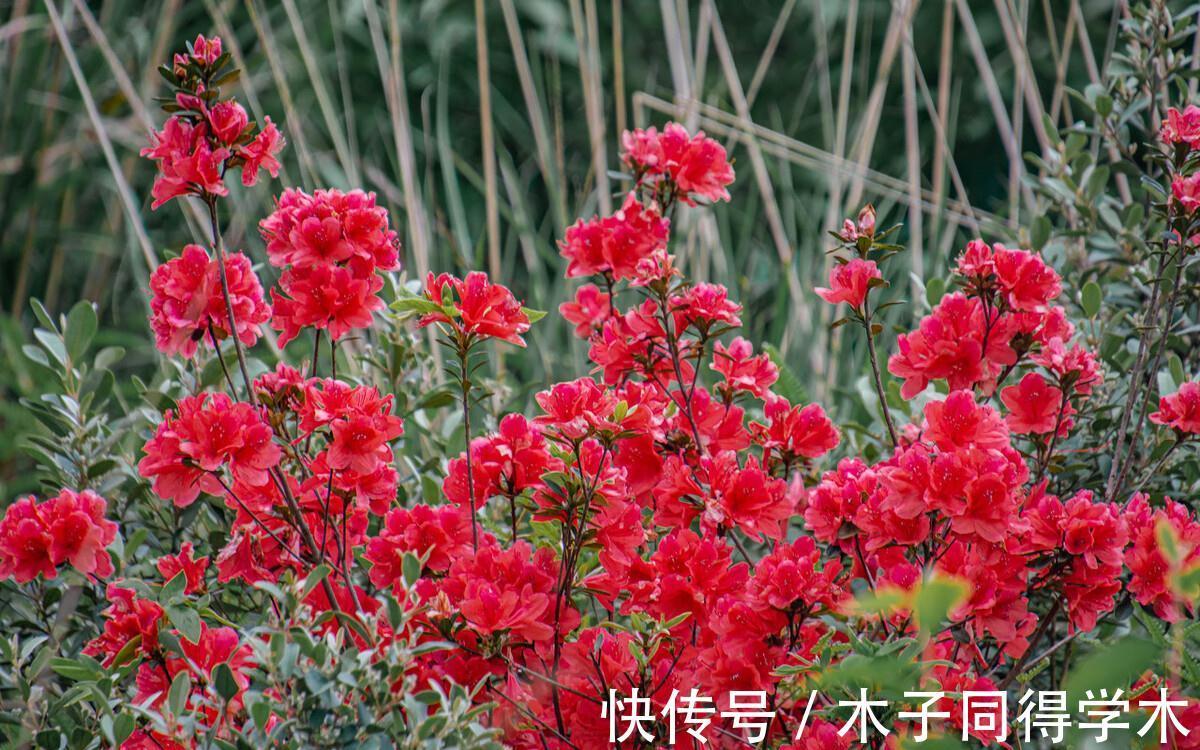 兰花|5种“长命花”，富贵又吉利，越养越值钱，赶紧养一盆做传家宝