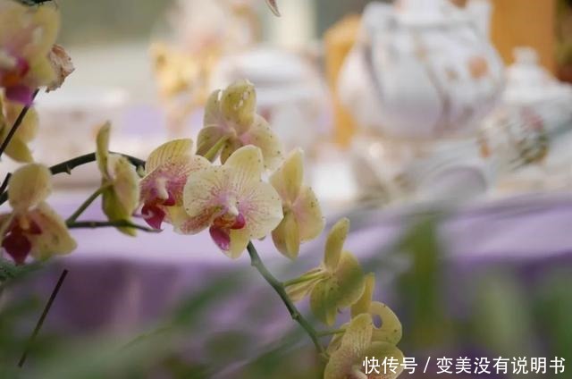 中年|“共同战疫,线上游园”第十期——“宅”在展览温室二中的花儿们!